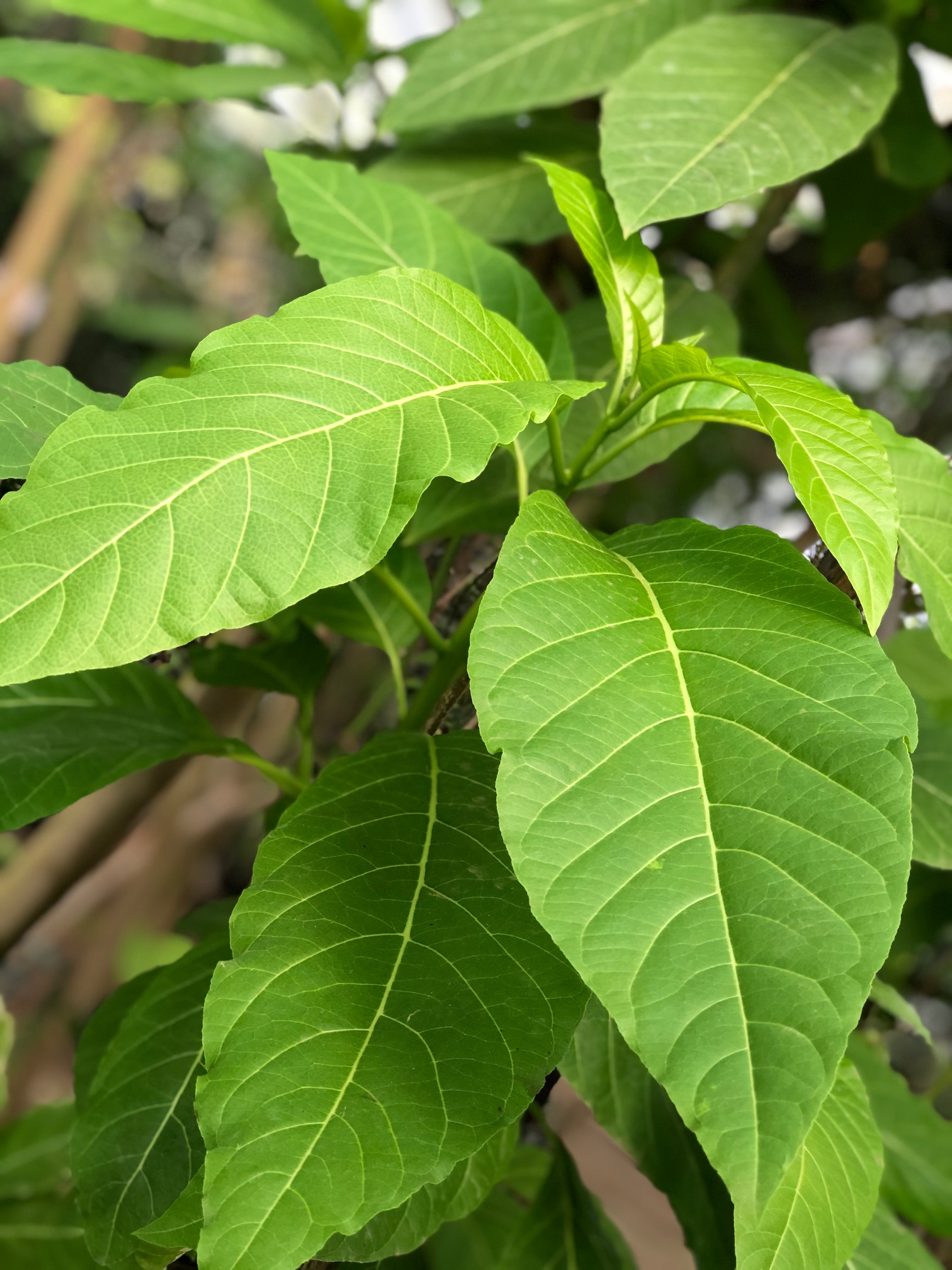 Pisonia grandis